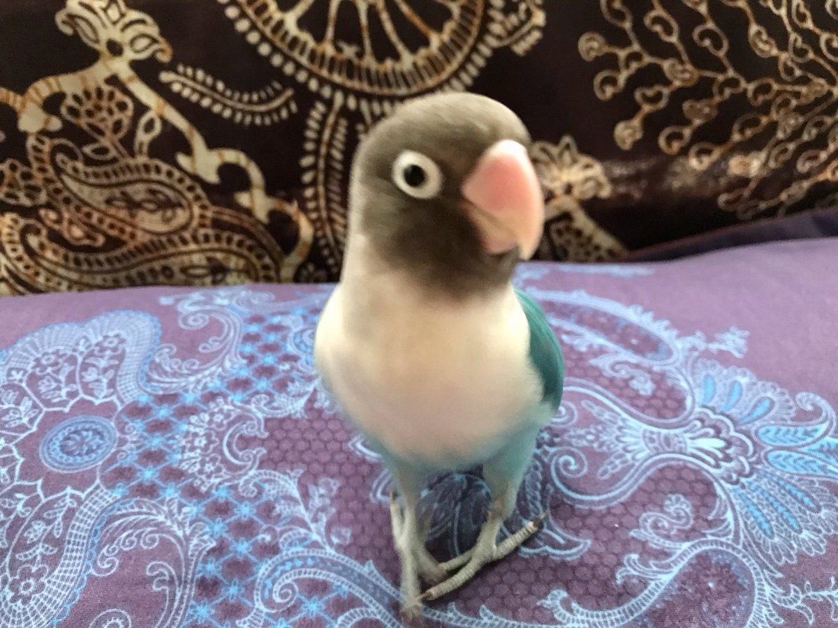 【まだ捜しています】青いボタンインコ📍茅ヶ崎市 tweet media