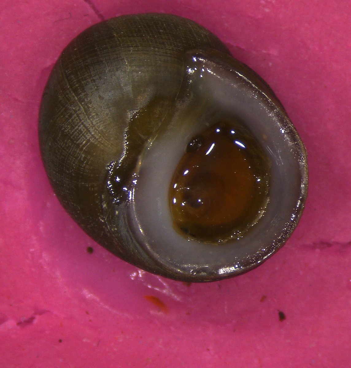 BarlowBio's tweet photo. @johnarcher088 In Anglesey ! Comparing two sister Littorina species for reproductive isolation and chromosomal inversions , healthy snails with no parasites so far :( https://t.co/sfd0zW1aWV