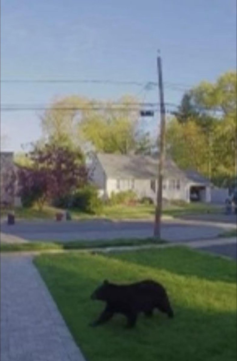 WashTwpPolice's tweet image. 🚨Bear Sighting🚨 

Be advised a Black Bear was spotted on Howard St. this morning.  He was most recently spotted down Ridgewood Rd., just east of Westwood High School.

We know he looks cute and fuzzy, but do not approach the bear.  Do not feed the bear.

#washtwppolice #wtpd