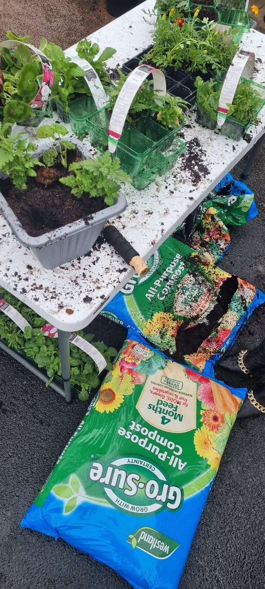 BeckyMSV's tweet photo. So lovely to get out and about speaking to tenants and our Senior Leaders 💚 Planting, freebies and  Nibbles and natter at Gerry Wheale Square, with free fish and chips! @MSVHousing #socialhousing #community #care https://t.co/47Il4aWA0q