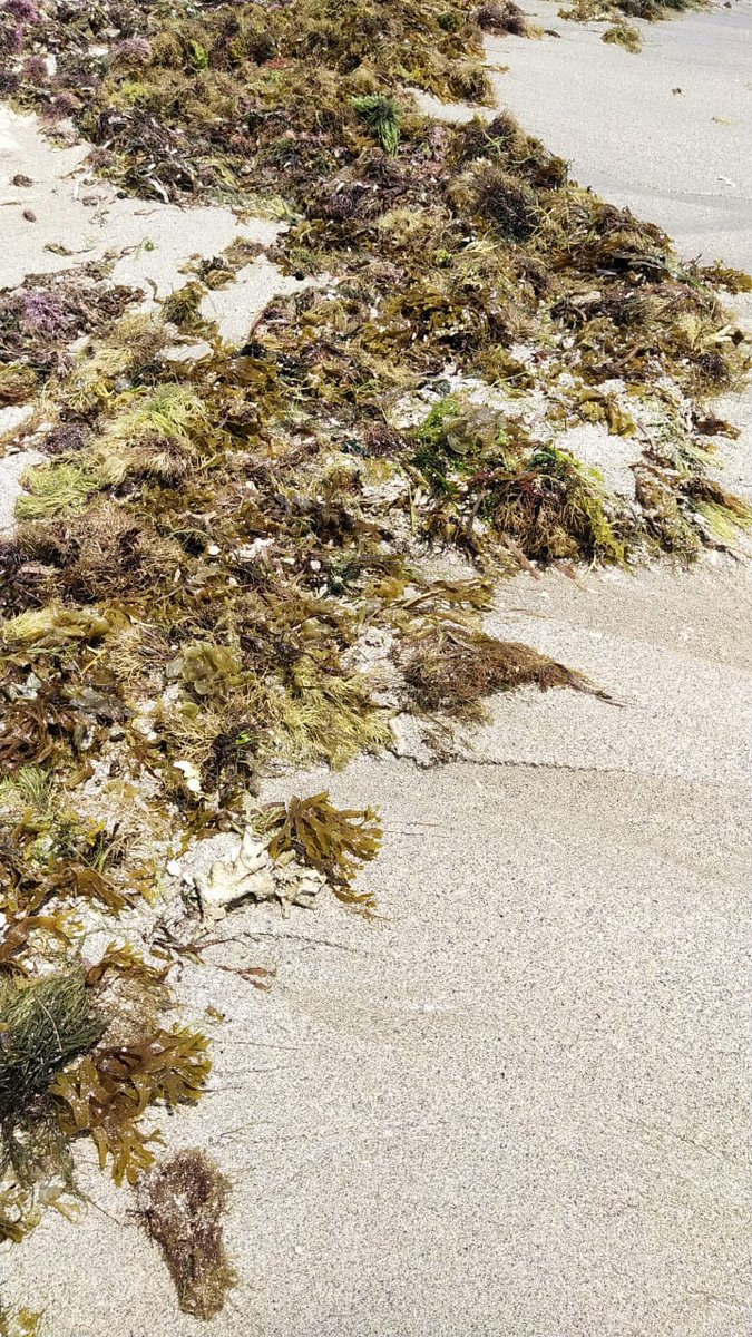 The Seaweed Company tweet media