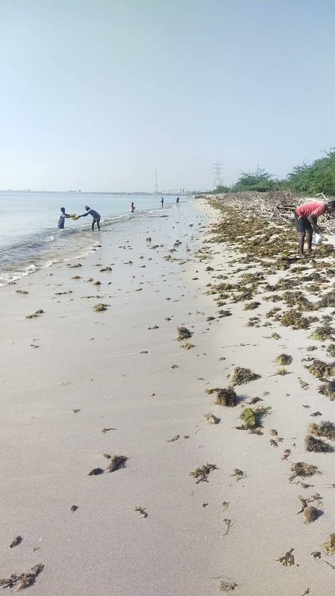 The Seaweed Company tweet media