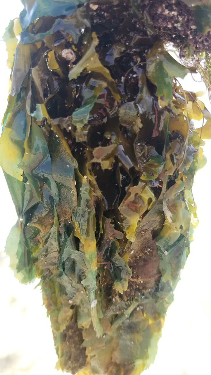 The Seaweed Company tweet media