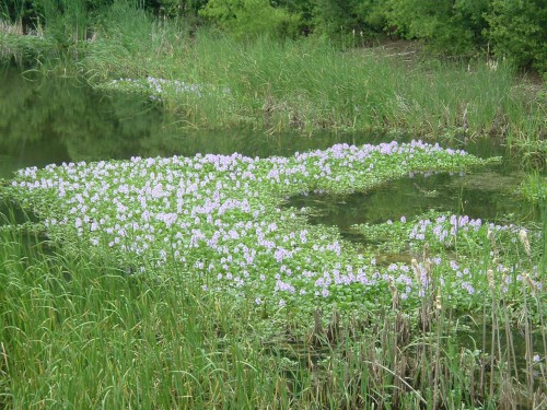 Lawnmasters318's tweet image. Native to South America, water hyacinth was introduced to Southern waterways when some dope growing a single plant in his aquarium dumped it into a pond -- not knowing that it reproduces incredibly. (doubles every 6 days). 

#lawnmasters #lawntech #shreveport #weedoutwednesday