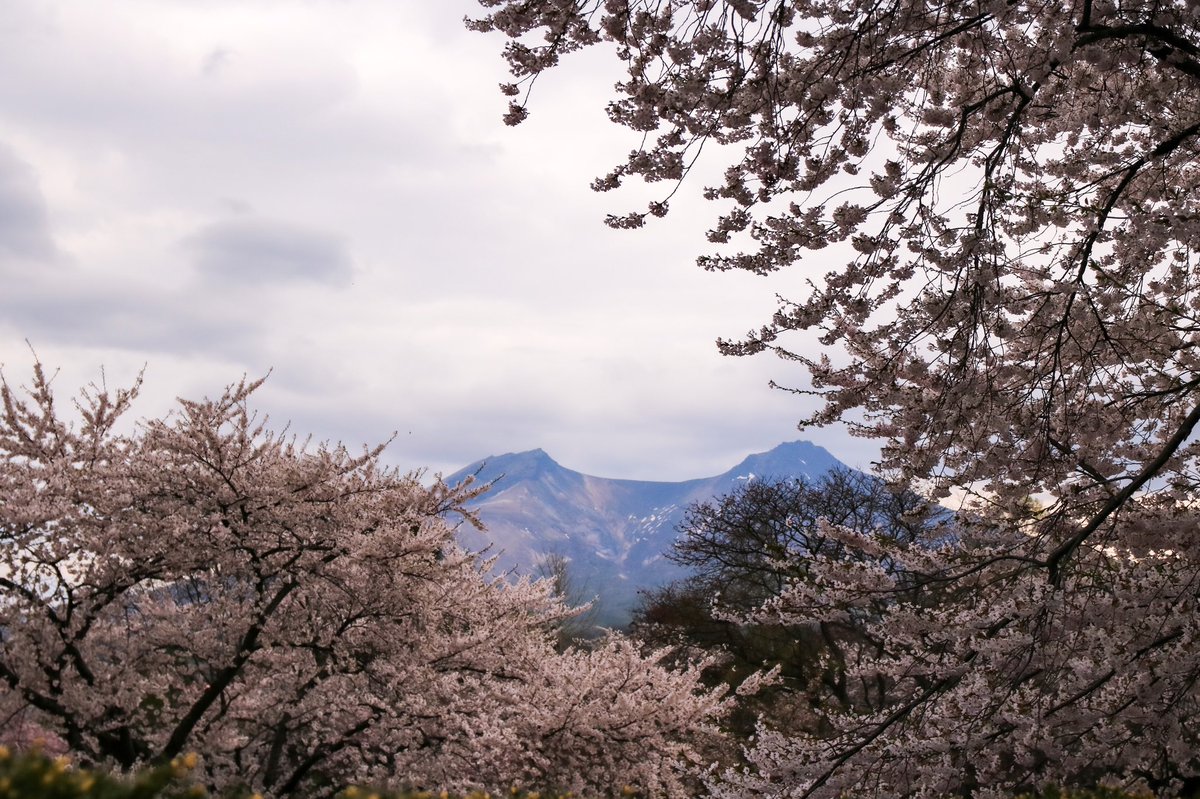 ukk562's tweet photo. 駒ヶ岳🌸🍃
#ファインダー越しの私の世界
#写真好きな人と繋がりたい
#photography #hokkaido
#桜 #sakusa #cherryblossoms
#562camera https://t.co/QNc3XoAXuq