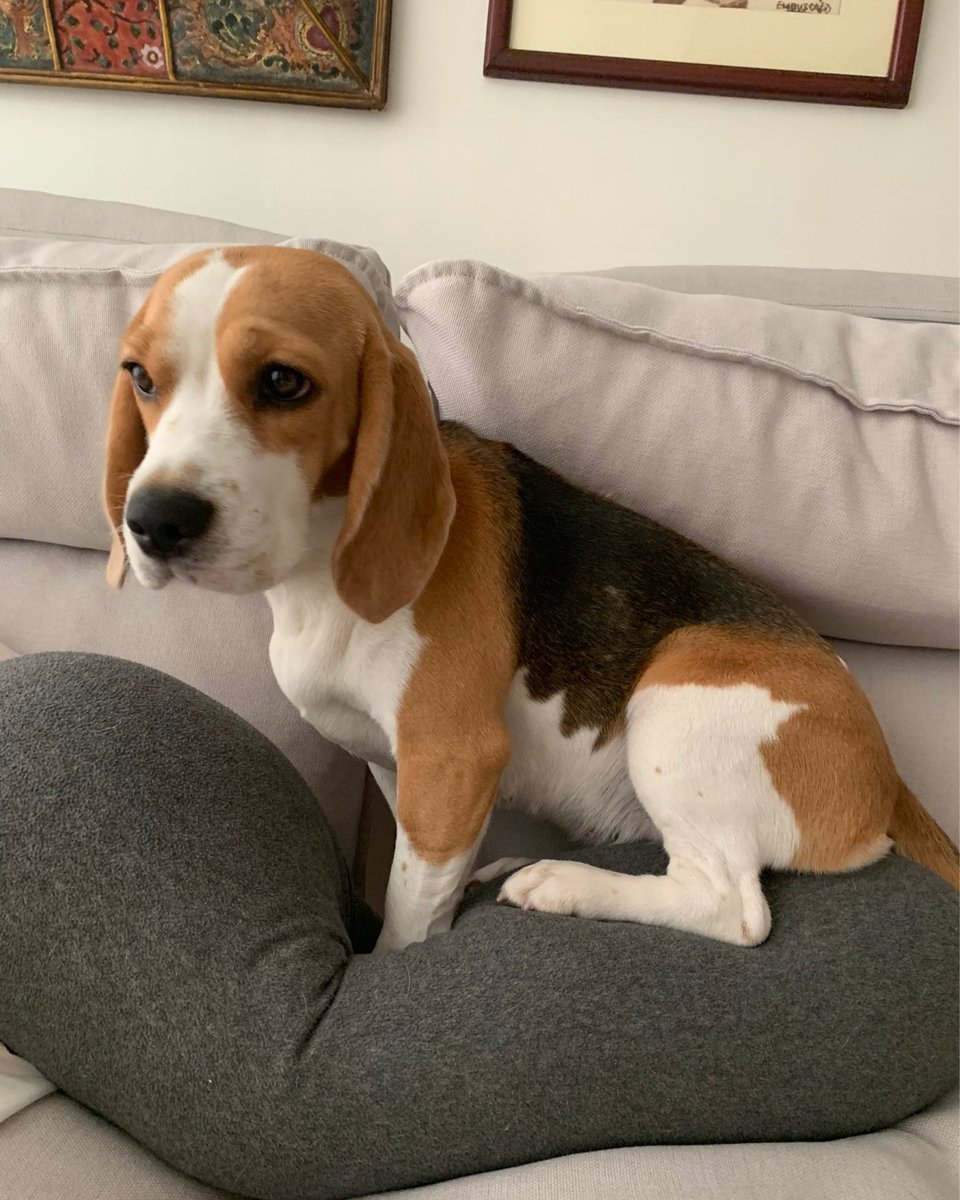 The #beagle will not hesitate to rearrange couch cushions in order to construct the perfect #beagle nest. #beaglefacts 

📷 <a href="/CelDELROSARIO_/">Celina del Rosario</a> / Twitter