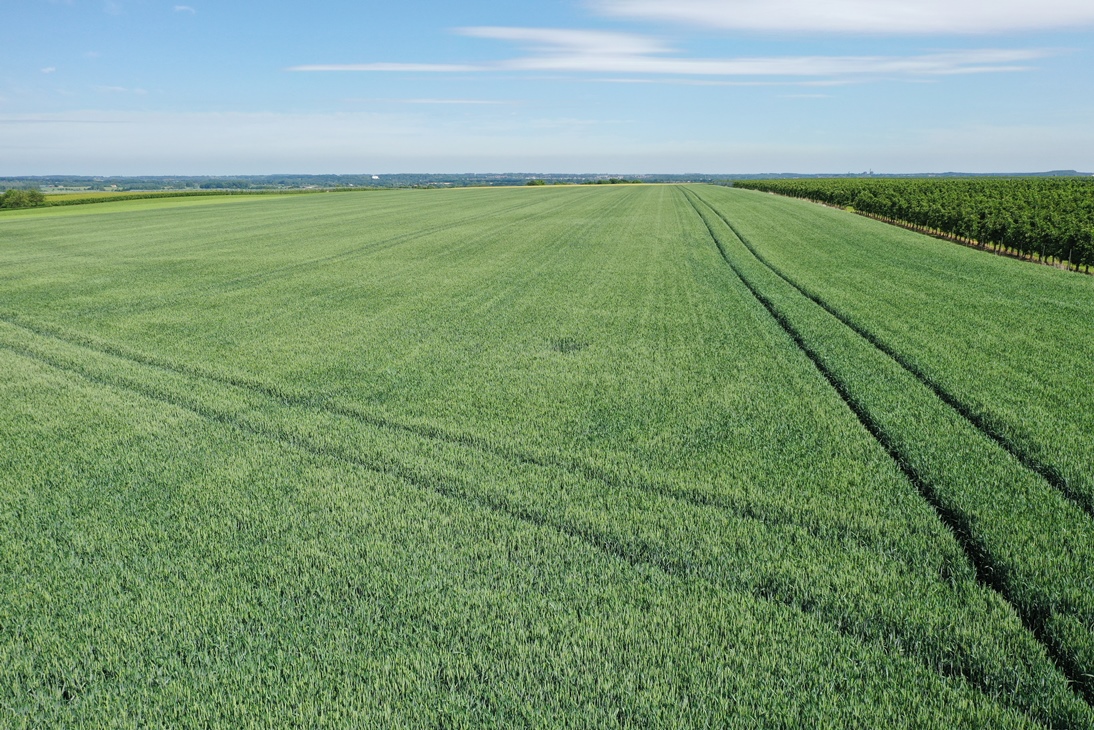 Tarwe heeft nu hard N nodig, kan het uit om de bemesting in te regenen? lgseeds.nl/news/post/tarw… #droogte #akker #oogst2022 #tarwe #graan