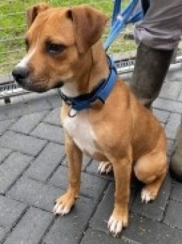 The_Animal_Team's tweet photo. #Found cross breed in #Ipswich area, #Suffolk, #IP1 area, 7/5/22. https://t.co/Racynxd9N7 #StrayDog #FoundDog #dogsoftwitter https://t.co/xkv5o4yleZ
