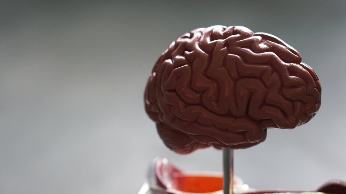 Oleic acid -- a key to activating the brain's 'fountain of youth
32pq.short.gy/ChildNeurology
<a href="/mlweldon5/">Monica Dudley-Weldon</a>  <a href="/YaleMed/">Yale School of Medicine</a> <a href="/janealty1/">Prof Jane Alty</a> <a href="/LifeAccrdingLiz/">Liz Kennerley #LongCOVID #RareDisease #WomensHealt</a> 
#Pediatrics #children #psychology #Neurology