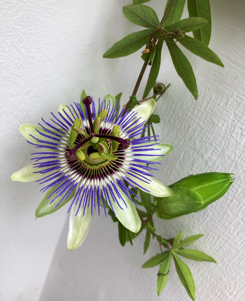 Noni Sturge tweet media