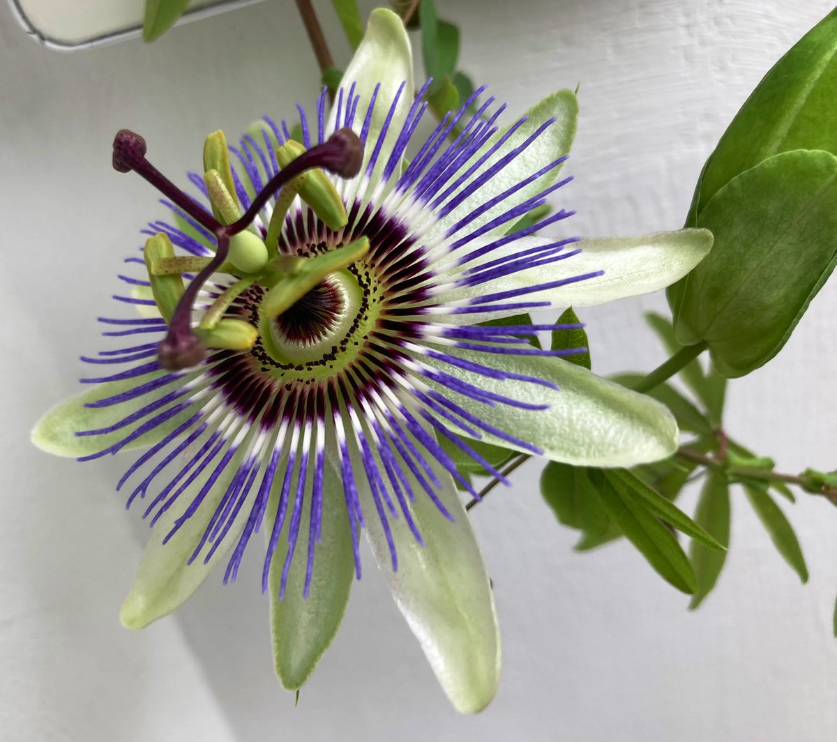 Noni Sturge tweet media