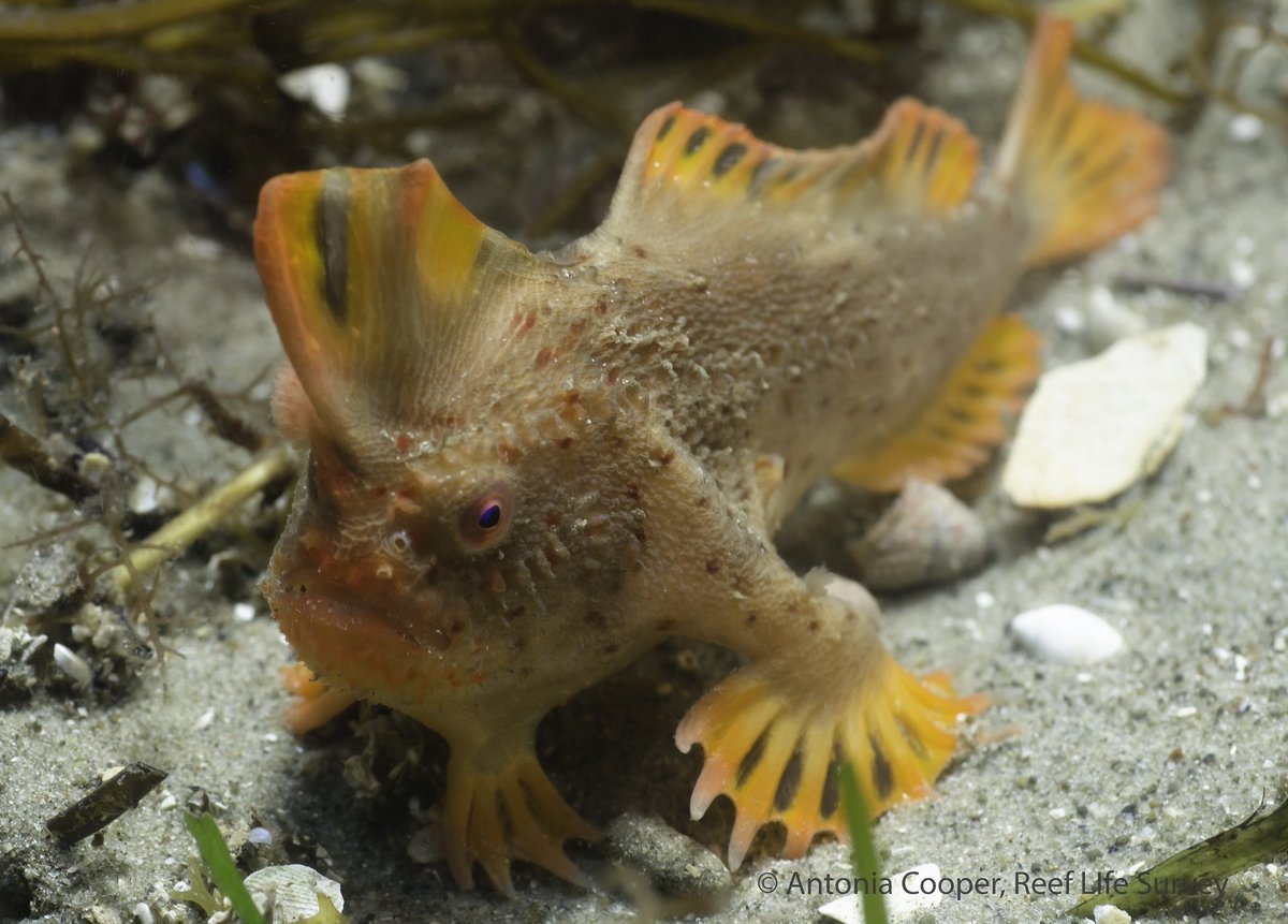 rarefishcap's tweet photo. The red handfish
Classification: untouchable
Supply: 20-40
Price target: $100B
Analyst rating: A++

The red hand fish is literally the rarest fish in the world, making it an incredible investment opportunity for only the largest and wealthiest collectors. https://t.co/RxtCLRC7Fi