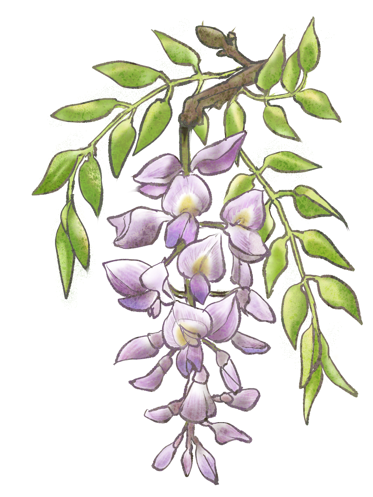 なかむらいくえ 5月 6月開花の花など W ノ イラストac 藤の花 朝顔 ポピー イラスト T Co S1jltcubk5 Twitter