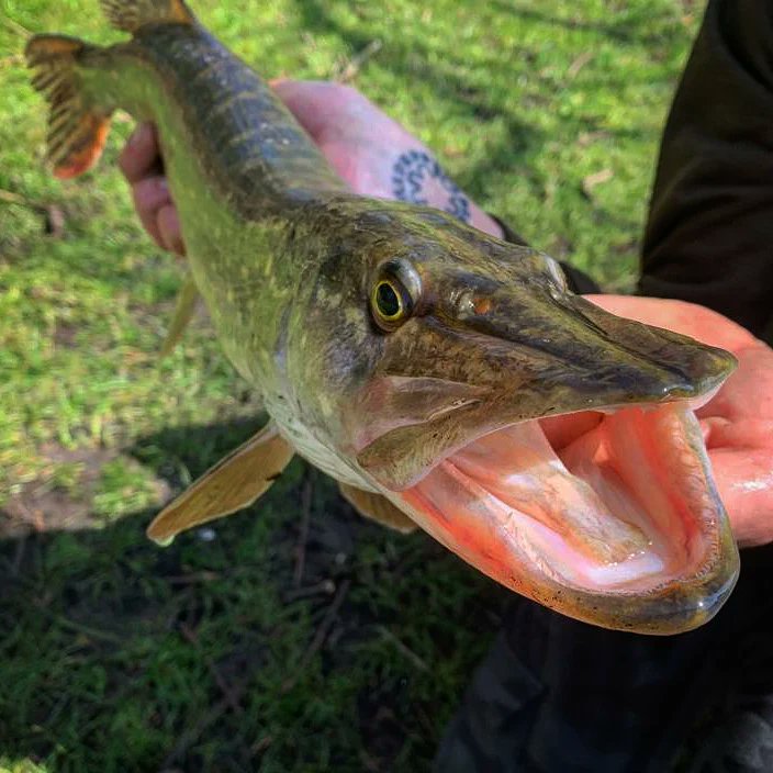 wiltshireangler's tweet photo. A small Pike from a few weeks back.
#pike #pikefishing #predatorfishing #jigfishing #ukangling #onthebank #brollytramp https://t.co/GueyqfU8sc