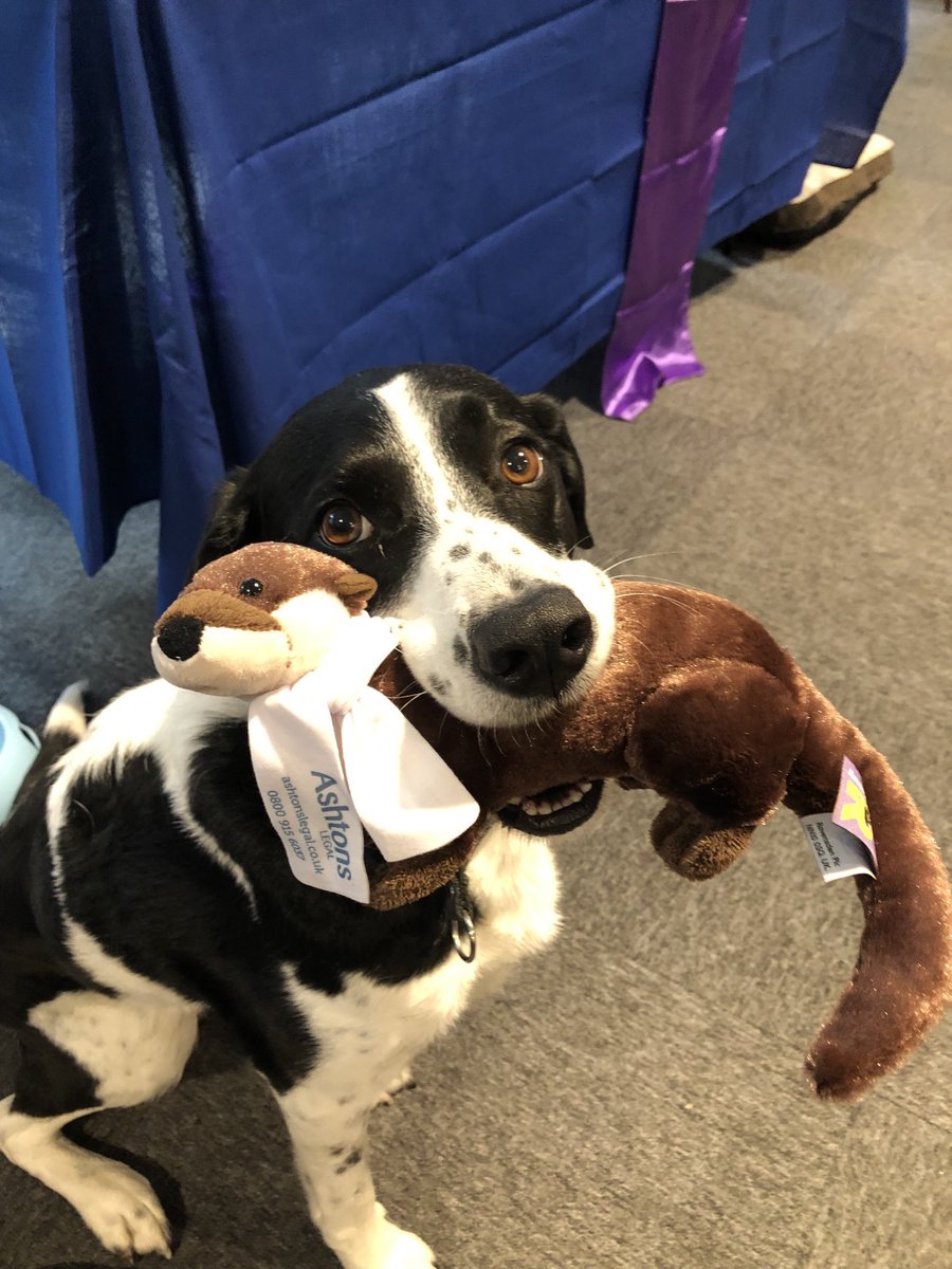 One of <a href="/HeadwaySuffolk/">Headway Suffolk</a> brainy dogs flying the <a href="/AshtonsLegal/">Ashtons Legal LLP</a> flag - I think we should campaign for doggos to be present at every conference! Another great service offered by the Headway team! Photo credit to <a href="/RedHeadedAli/">Ali Masterson 🦊</a>