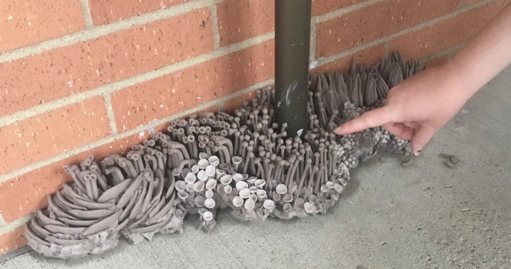 SchlowLibrary's tweet image. Have you seen #Growth along the front of our building? Stop by to experience this ephemeral artwork by racheljeng.com, then visit schlowlibrary.org/events/943 for details + registration for a VIRTUAL program by the artist on Tuesday, May 24 at 5:30pm. Thanks @3dotsdowntown!