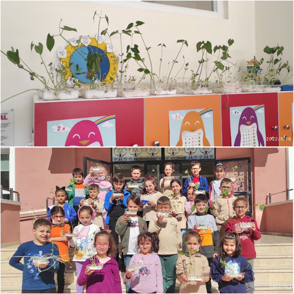 AtakumMimar's tweet photo. 2/C sınıfı öğrencilerimiz sınıflarında filizlendirdikleri fasulyelerini, öğrencilerimiz için oluşturduğumuz uygulama bahçesinde toprakla buluşturdular🌱🌱
@MemAtakum 
@samsunmem https://t.co/ujtqhNiMmC