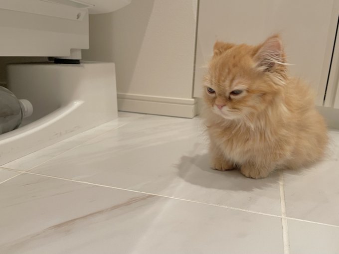 洗濯機に潜れなくしたの誰ニャ とっても不満そうな表情の子猫ちゃんにクスッ Mofmo
