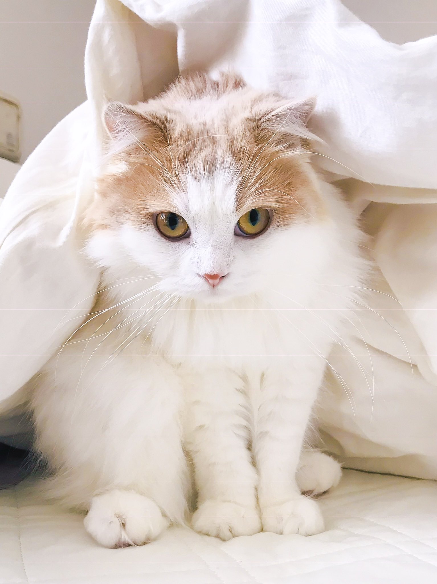 Emma 長毛スコティッシュフォールド 私の待ち受け画面 あざとかわいい 猫好きさんと繋がりたい T Co Gwshssx1cw Twitter