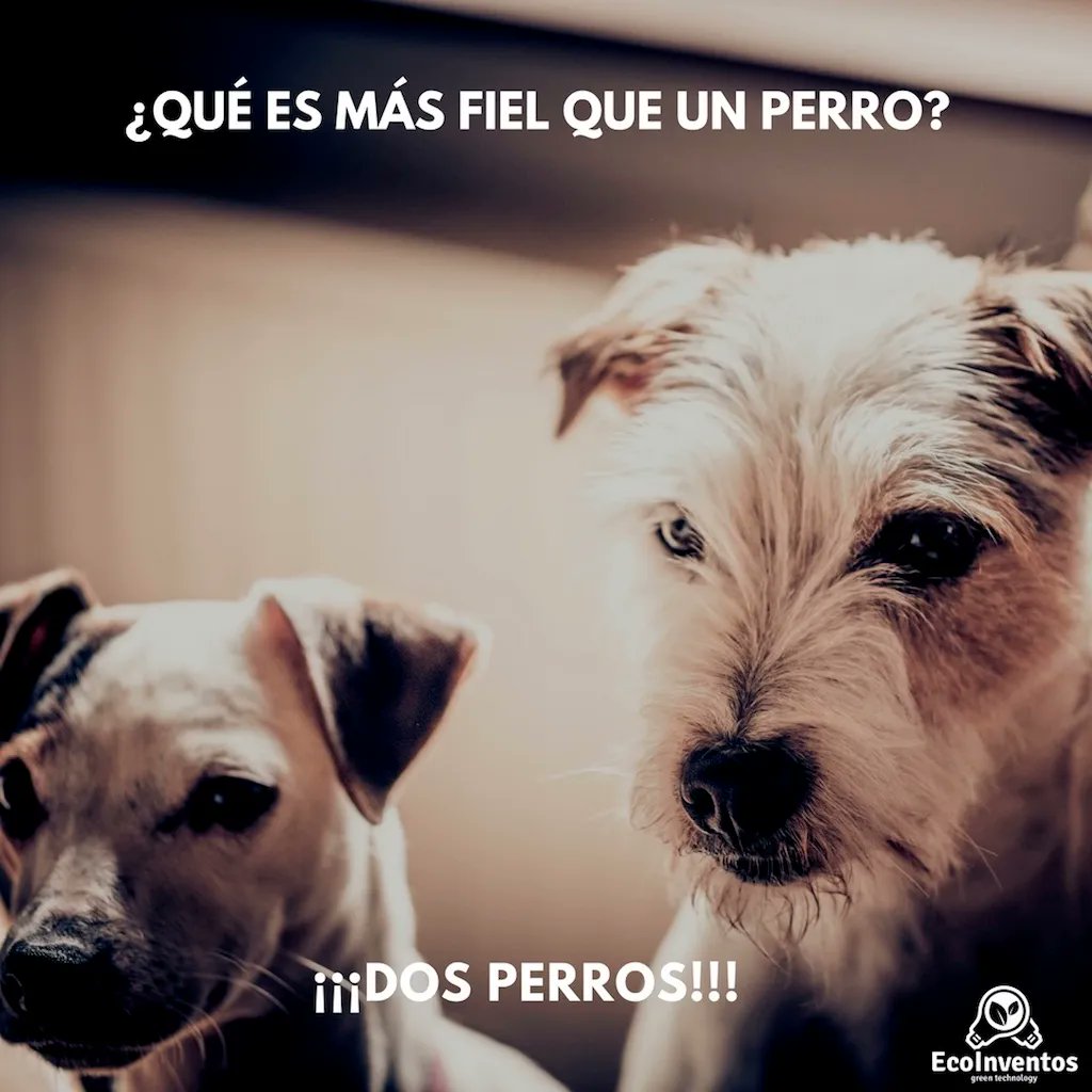EcoInventos's tweet photo. ¿Qué es más fiel que un perro? 🤔 https://t.co/dATGoiX49r