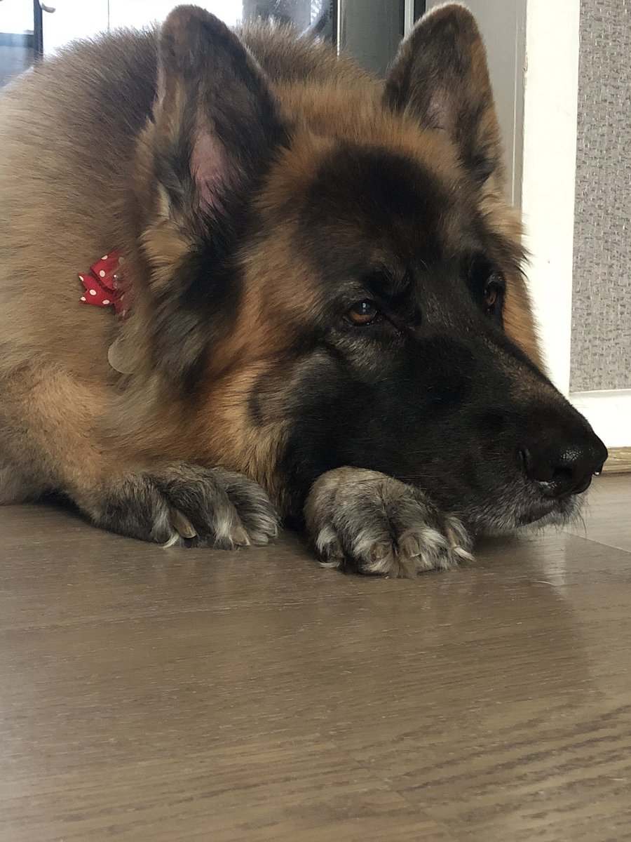 stamfordpaul3's tweet photo. #nationalgermanshepherdday #MyJack❤️❤️ https://t.co/GAAoJK5EET