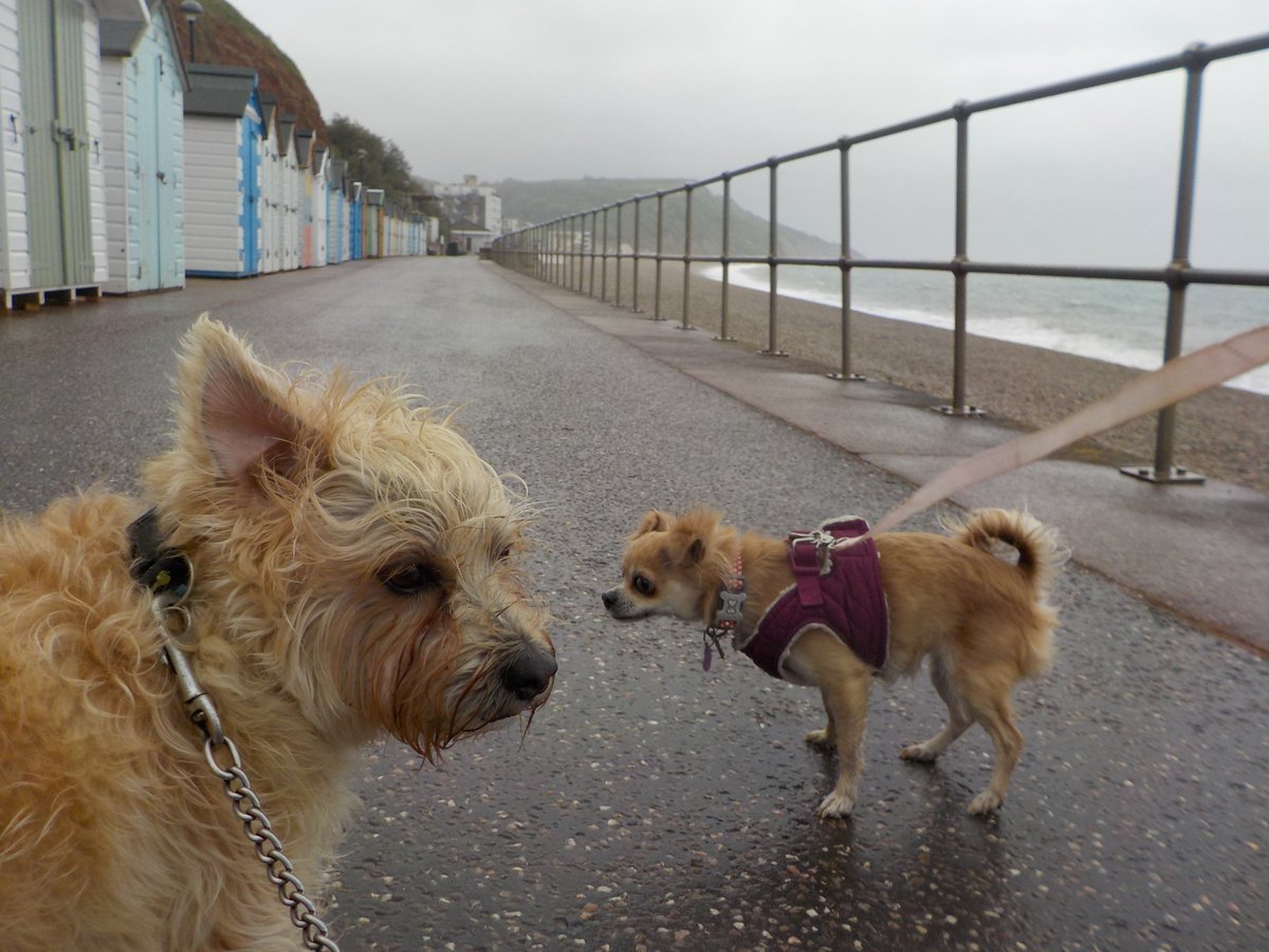 Ted &amp; Maz say where is everybody #seaton #Devon 
It is only a bit of rain &amp; wind #TivertonandHoniton