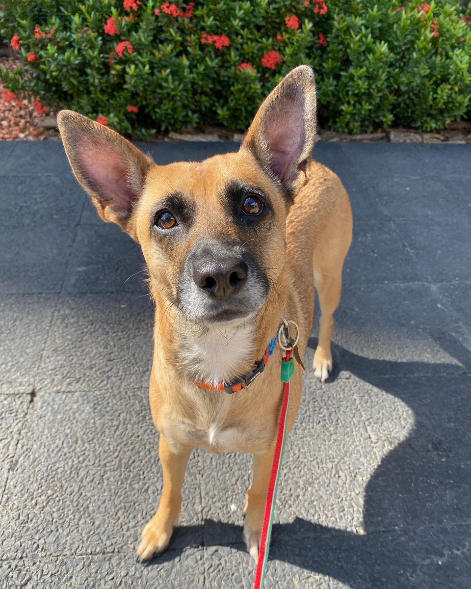 dameunapatapy's tweet photo. MILKA sigue en adopción 🥺

Ya está hace más de un año con nosotras 💔

¿Como explicarle que aún nadie preguntó por ella? 

Milka es una versión de pastor alemana enana 🤪 tiene 1 año y medio aprox, está castrada, ya se trató de leish, es exageradamente amorosa. https://t.co/75zP5cjSxC