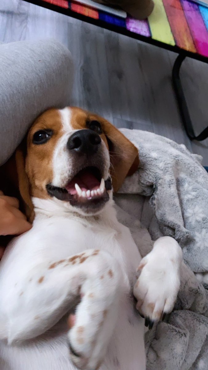 AimeeSteven's tweet image. 