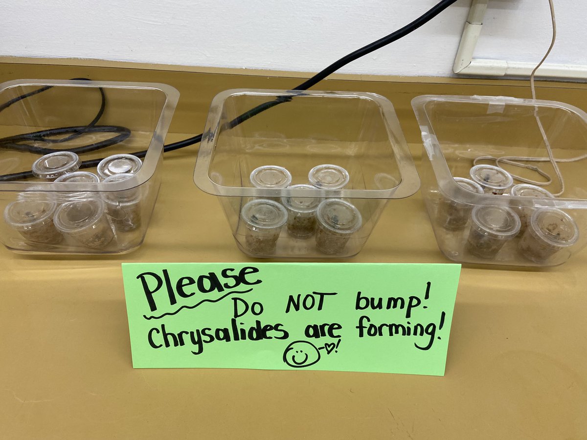 FCPS_JenTrueK's tweet photo. We are loving our life cycles unit in Science! #NMWRoars https://t.co/71P1sPcARc