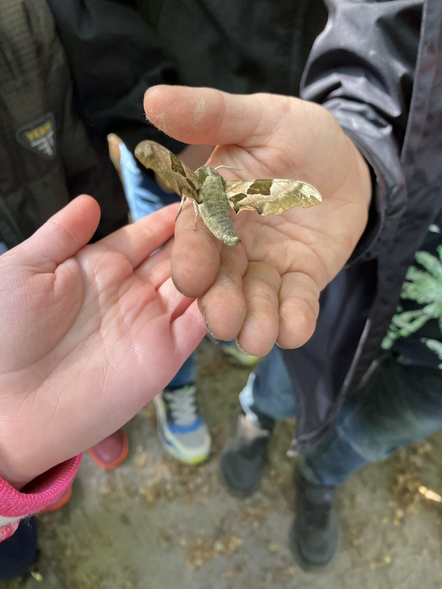 Deze week mag ik weer met kleuters op pad. Het stikt van de rupsen en mijn dier van de dag is de vlinder. Komen ze met deze mooierd aanzetten. #NatuurWijs, #lindepijlstaart, #liesbos
