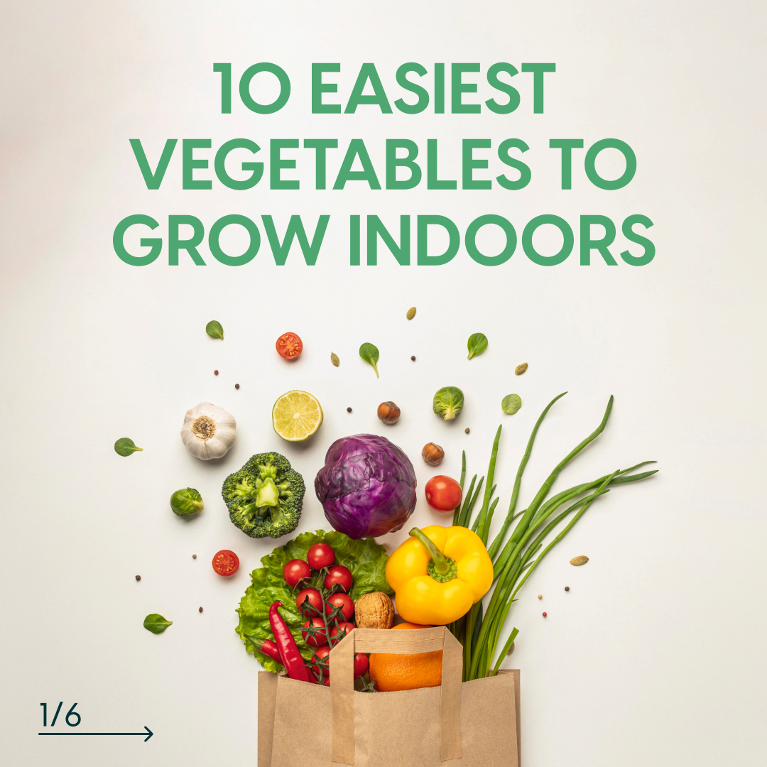altifarm's tweet photo. 🤩 What can be healthier than growing your organic food at home? 🥬🌱☘🍅🌶
😮 But did you know it's easier to do that with CURA? Thanks to its smart features, you can grow herbs and greens,  veggies, and fruits 2 times faster. 
🙌 Get CURA at 40% off.
https://t.co/QqitC2zhIY https://t.co/tMhBrkoH9o