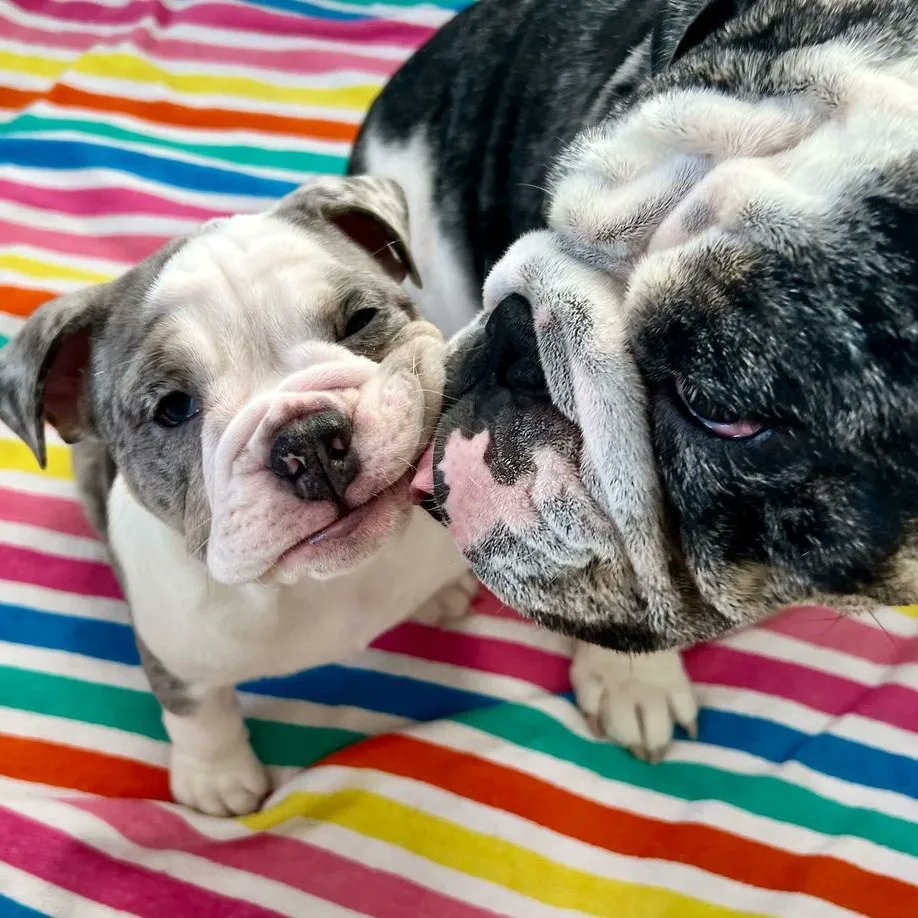 Bulldogmode4 tweet picture
