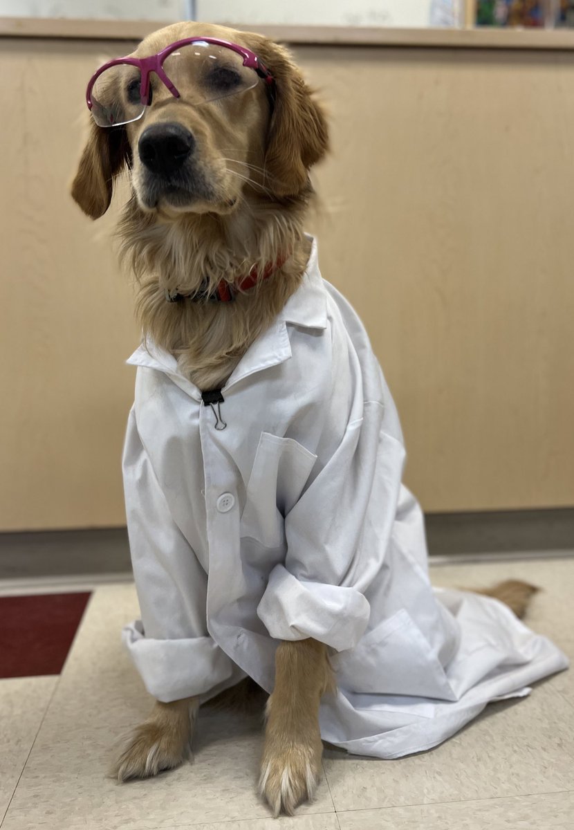 This is a photo of a golden retriever in a lab coat standing on a tile floor.  Behind her is a counter and she is wearing safety glasses.
She is smelling the air of the classroom and thinking about the students she hopes to meet.