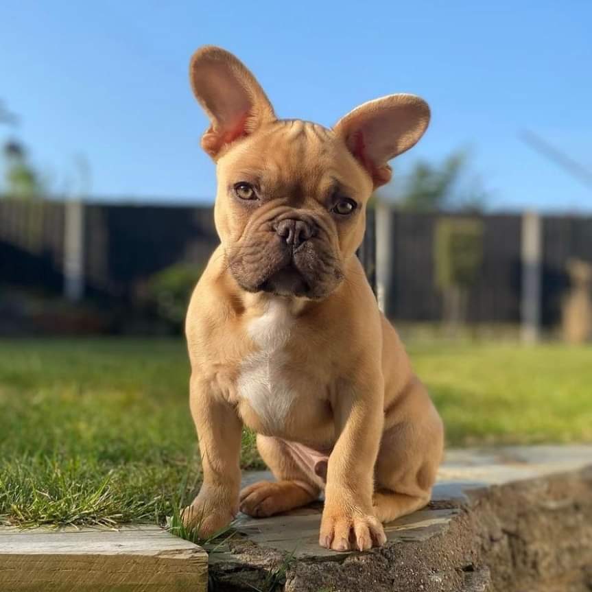 🆘#helpfindKenny
 #westmids &amp; UK❗
#PetAbduction 20wkold #PUPPY #FRENCHIE STOLEN in BREAK IN at NORTON STOURBRIDGE DY8 c. 3.30am 11/5😢
3 MEN took owner's BLACK AudiA3 ✴️FE68 WTV✴️&amp; Kenny😡
Racecourse Lane ⏩RedlakeRd
CCTV viewed 
PLZ call 101 ANY INFO or 999 if you see car/Kenny