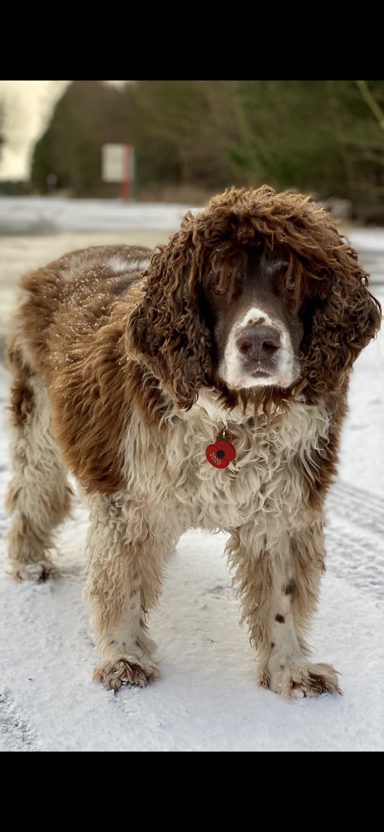 SpanielsSuper's tweet photo. @Neil_McIntosh You’re absolutely right!
I started out life in Cape Wrath in the far NW of Scotland, but my first home didn’t work out & I came to my Forever Family at 16 weeks old.
I’m unusual in that my coat is wool not hair & I’m very tall & unbelievably handsome… #ModestToo #ScottishSnoopy https://t.co/yyXS6uqgv0