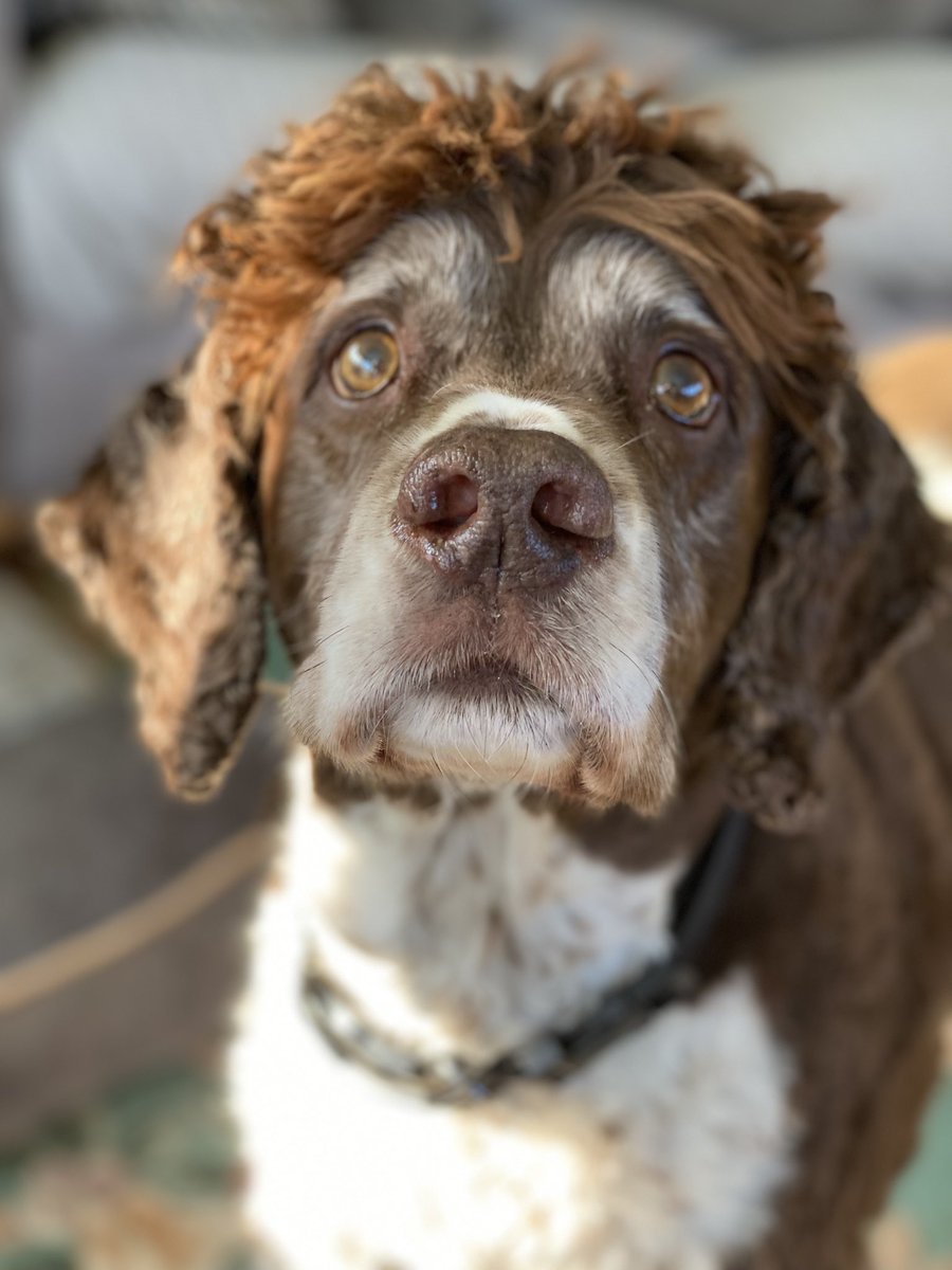 SpanielsSuper's tweet photo. @Neil_McIntosh You’re absolutely right!
I started out life in Cape Wrath in the far NW of Scotland, but my first home didn’t work out & I came to my Forever Family at 16 weeks old.
I’m unusual in that my coat is wool not hair & I’m very tall & unbelievably handsome… #ModestToo #ScottishSnoopy https://t.co/yyXS6uqgv0