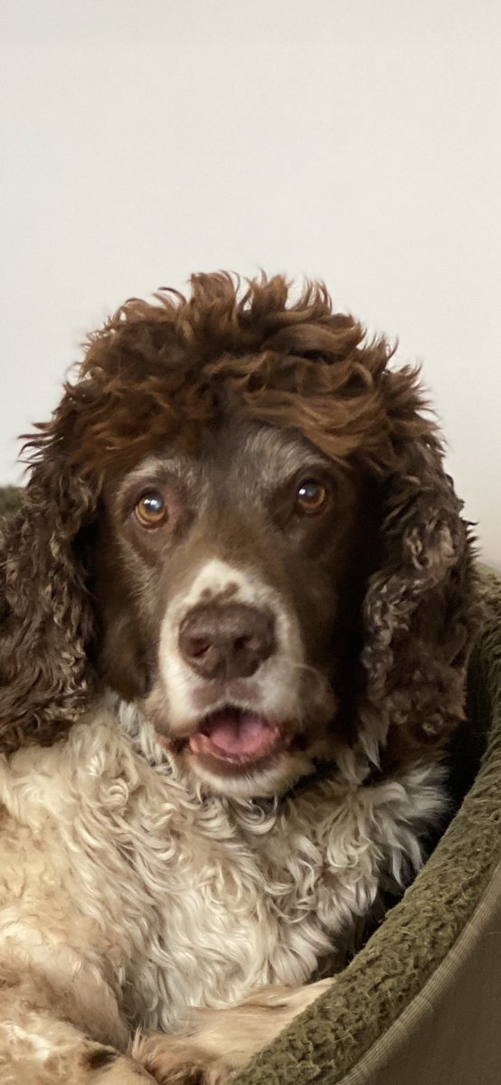 SpanielsSuper's tweet photo. @Neil_McIntosh You’re absolutely right!
I started out life in Cape Wrath in the far NW of Scotland, but my first home didn’t work out & I came to my Forever Family at 16 weeks old.
I’m unusual in that my coat is wool not hair & I’m very tall & unbelievably handsome… #ModestToo #ScottishSnoopy https://t.co/yyXS6uqgv0