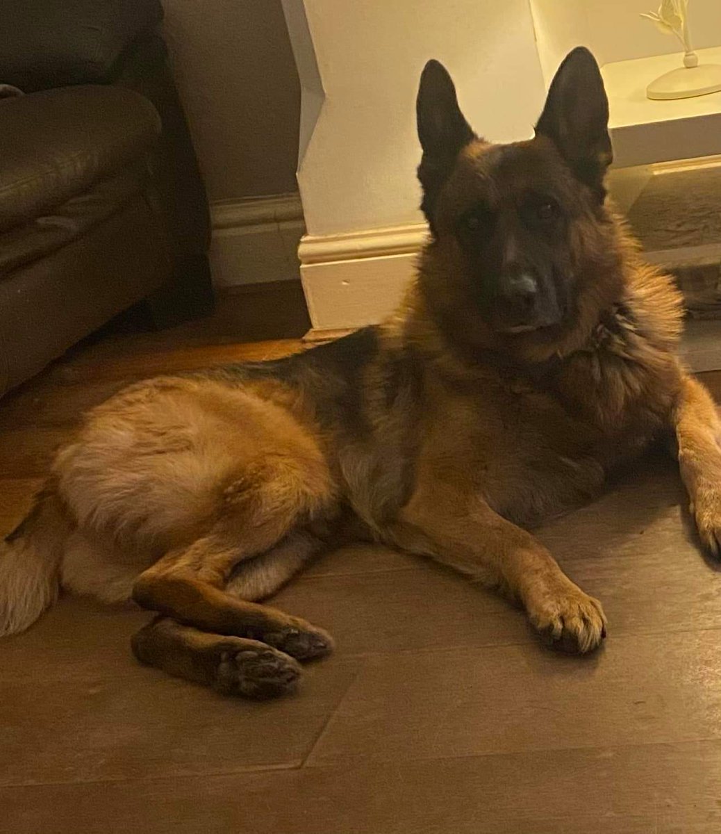 AlanDaffern's tweet photo. ** Max has been stolen ** from Forest Fields NG7 6ln please share I can't lose him, I can't, please help me. He's slim not very a big dog the breed and 7yrs old was wearing a blue collar
CASH REWARD if you can get him back home  * Copied * - #Nottingham https://t.co/MIqaRnsCrt