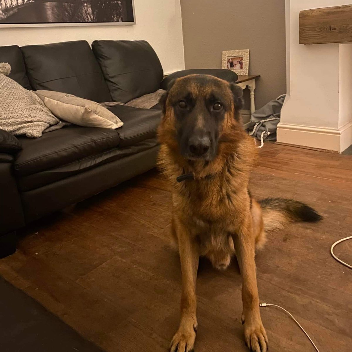 AlanDaffern's tweet photo. ** Max has been stolen ** from Forest Fields NG7 6ln please share I can't lose him, I can't, please help me. He's slim not very a big dog the breed and 7yrs old was wearing a blue collar
CASH REWARD if you can get him back home  * Copied * - #Nottingham https://t.co/MIqaRnsCrt