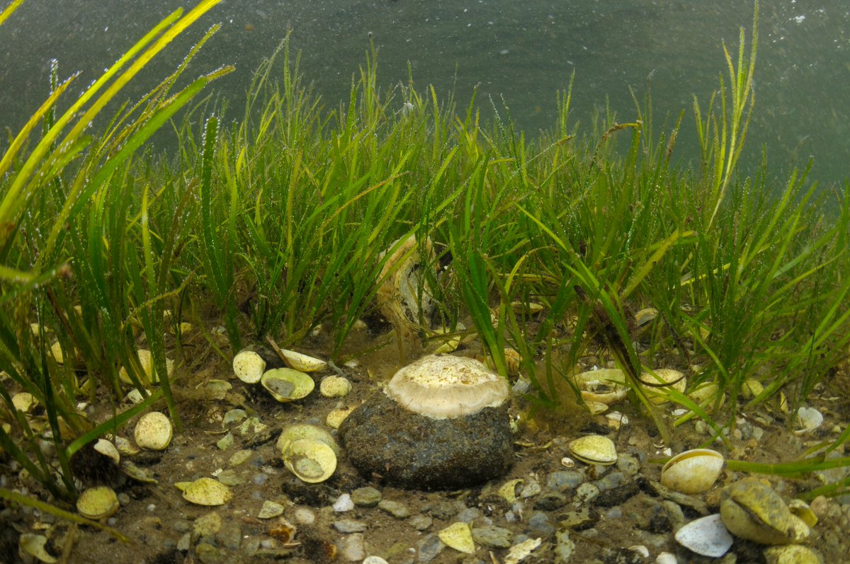 NatureScot's tweet photo. The fund is now open for expressions of interest with an initial £500,000 available from the Scottish Government’s Nature Restoration Fund. Marine businesses are being encouraged to come forward and support the work of SMEEF with donations. Find out more: https://t.co/J54uxzcsM5 https://t.co/GZcJWJEm4F