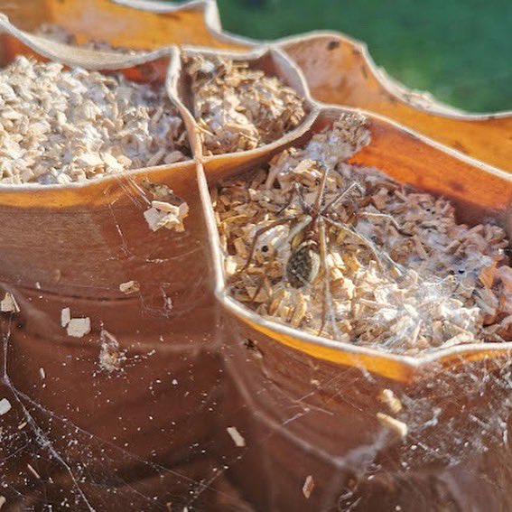 Mycology for Architecture tweet media