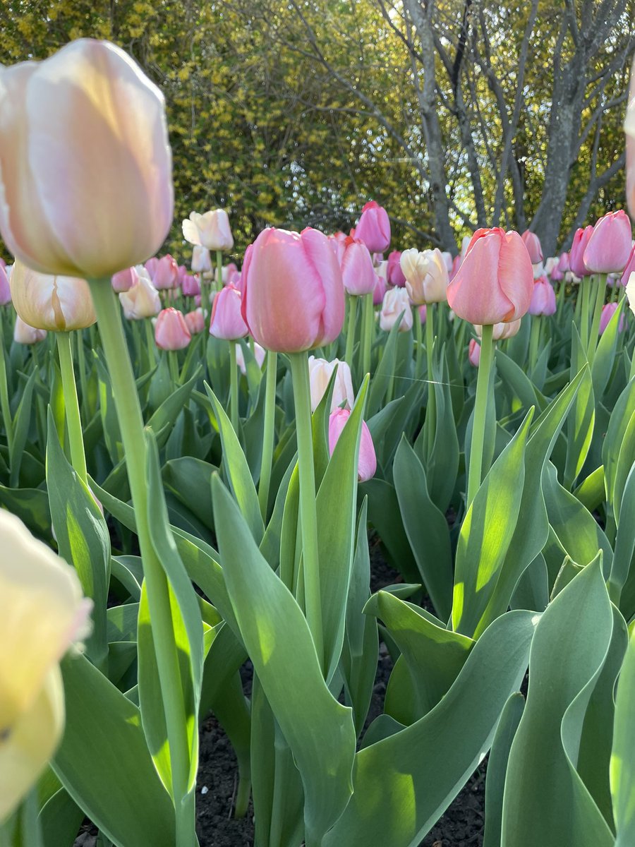 This is your sign from the universe that it’s going to be a good day 🌷