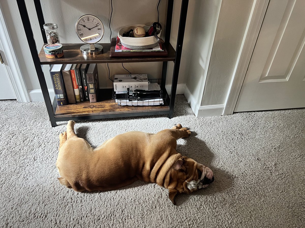 ItsChiefToYou's tweet photo. The wrinkle king livin his best life while I work. ๐ด๐ด๐ด #Bullldogs #Chubbs https://t.co/5NsxwCLWOx