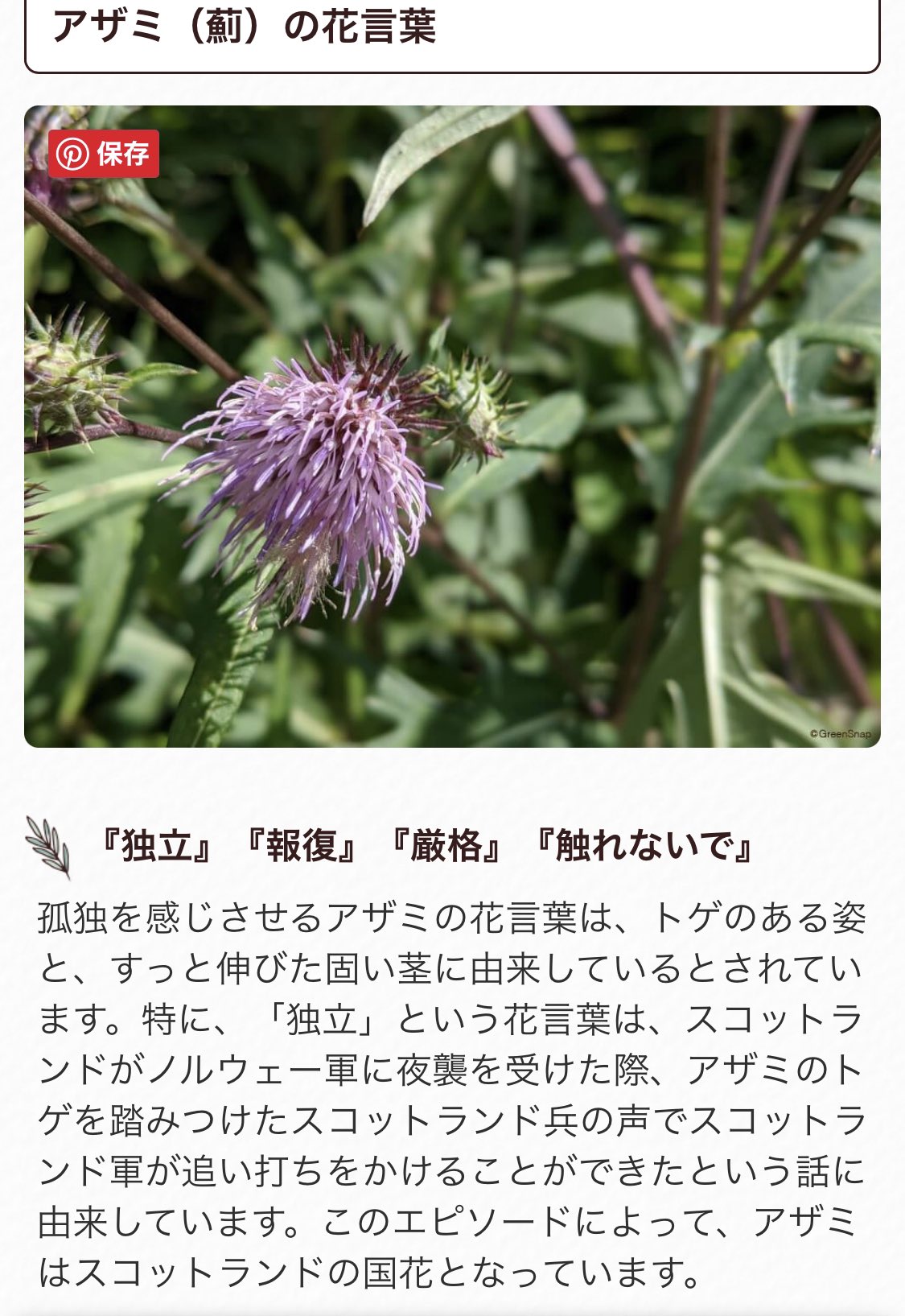𝑨𝒁𝑨𝑴𝑰 私のニックネーム アザミ これはお花なんだけどね 見ての通り 棘がすごいの 刺草とも言われるものなのだけど 花言葉の意味とかも私に合っている気がしてね それでアザミにしてもらったわ それに 根っこは山牛蒡 やまごぼう