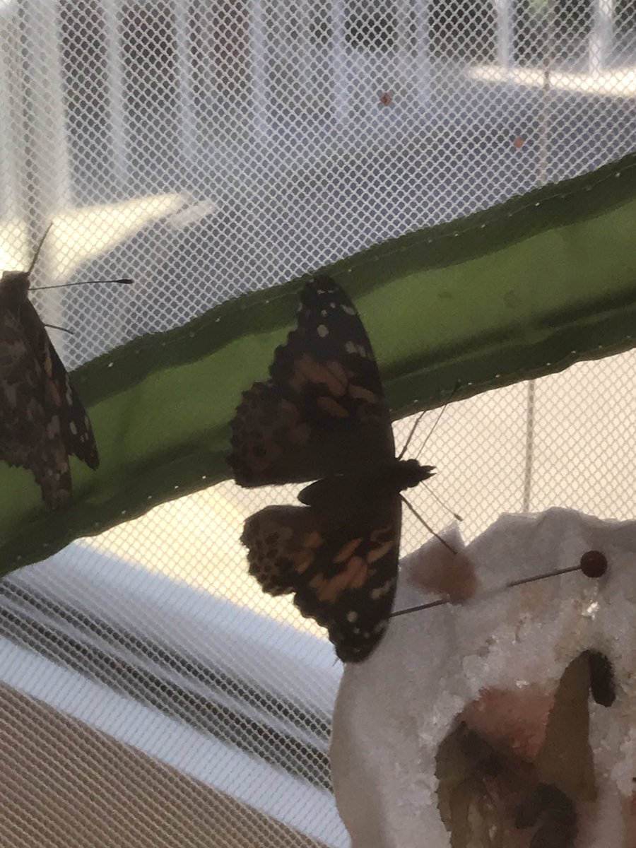 So much excitement in our class this week as we watch our new friends emerge!! #LifeCycles <a href="/HortonsCreekES/">Hortons Creek ES</a>