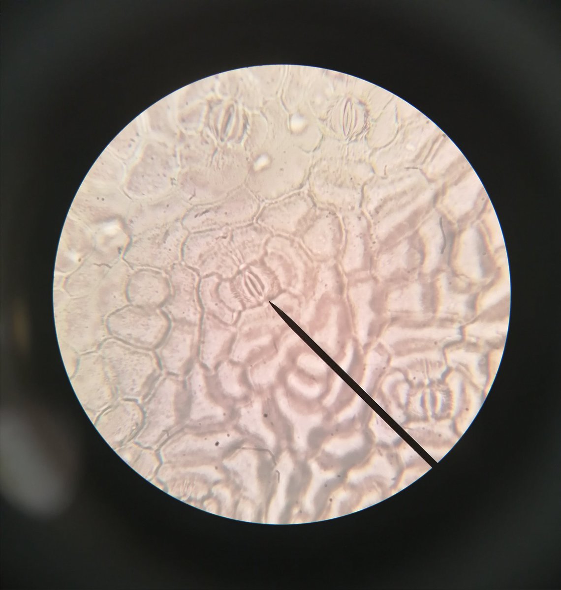 Last week year 10 were looking at the imprints of guard cells and stomata.  Joel has prepared an excellent slide giving us a great view.  Well done.