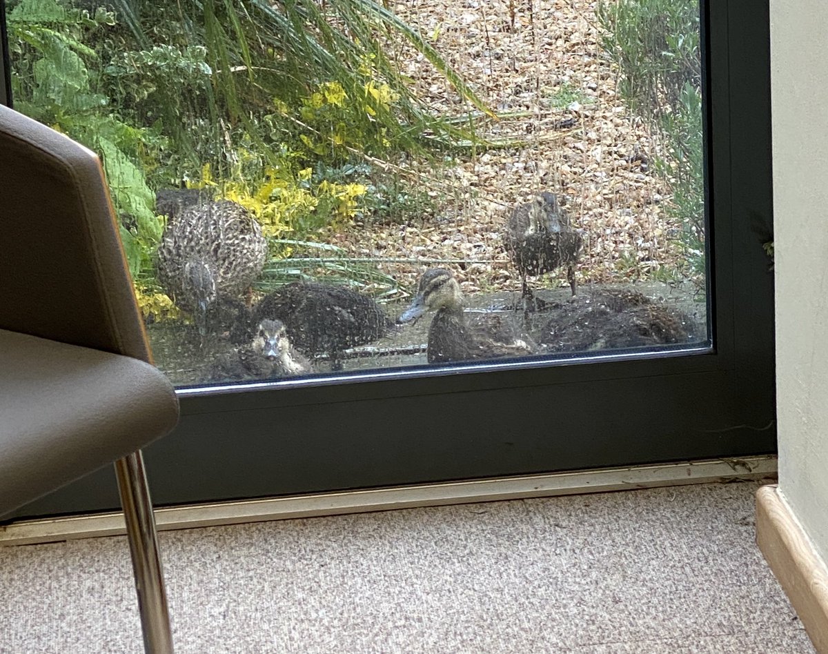 oxfordhighhead's tweet photo. Just part of the day job #ducklings #childhood #whosknocking https://t.co/sE3myZEhQy