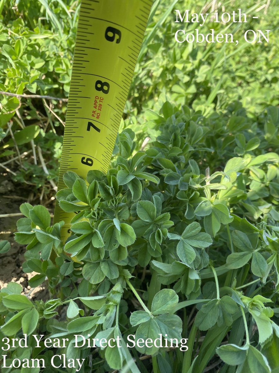 An example of underseeding next to 
 direct seeding. It has it’s place, but sometimes the competition for moisture, light &amp; fertility is too great with a companion crop. 5” growth with 42 stems vs. 6” with 84. #OttawaValley #Hay22 #PurinaProactiv
