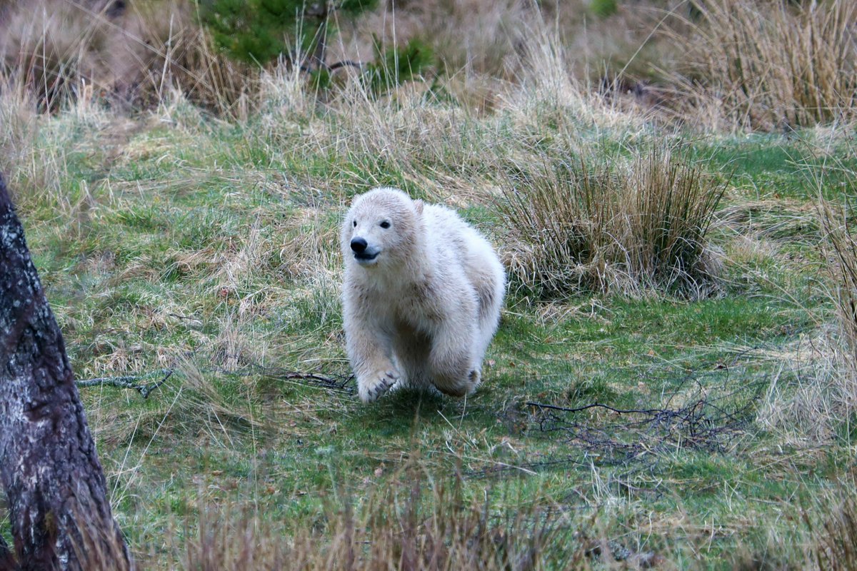 HighlandWPark's tweet photo. Looks like Brodie's been getting some lolloping lessons from the wolverines... 

Our wee polar bear is getting bigger every day and has been enjoying exploring his enclosure with Victoria and playing in his pond 🐻‍❄️💙 https://t.co/tpoCn1uyaw