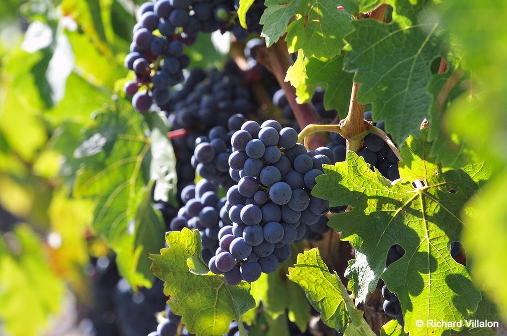 [Conférence de presse] Cette année, la Fête du Vin se veut plus engagée 🍃 Inclure tous les publics et faire découvrir la culture du vin à chacun 🤝 L'édition 2022 est labelisée ISO 20121, un label décerné aux événements qui font le choix d'opter pour une gestion durable #BFV2022